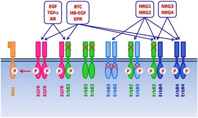 Recent findings on the impact of ErbB receptors status on prognosis and therapy of head and neck squamous cell carcinoma